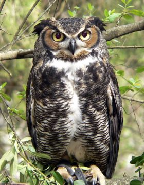 Dudley the great horned owl