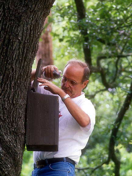 Frederick Gehlbach putting a baby owl into a nest box