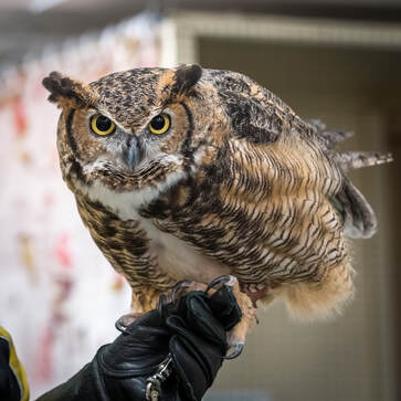 Ruby the great horned owl